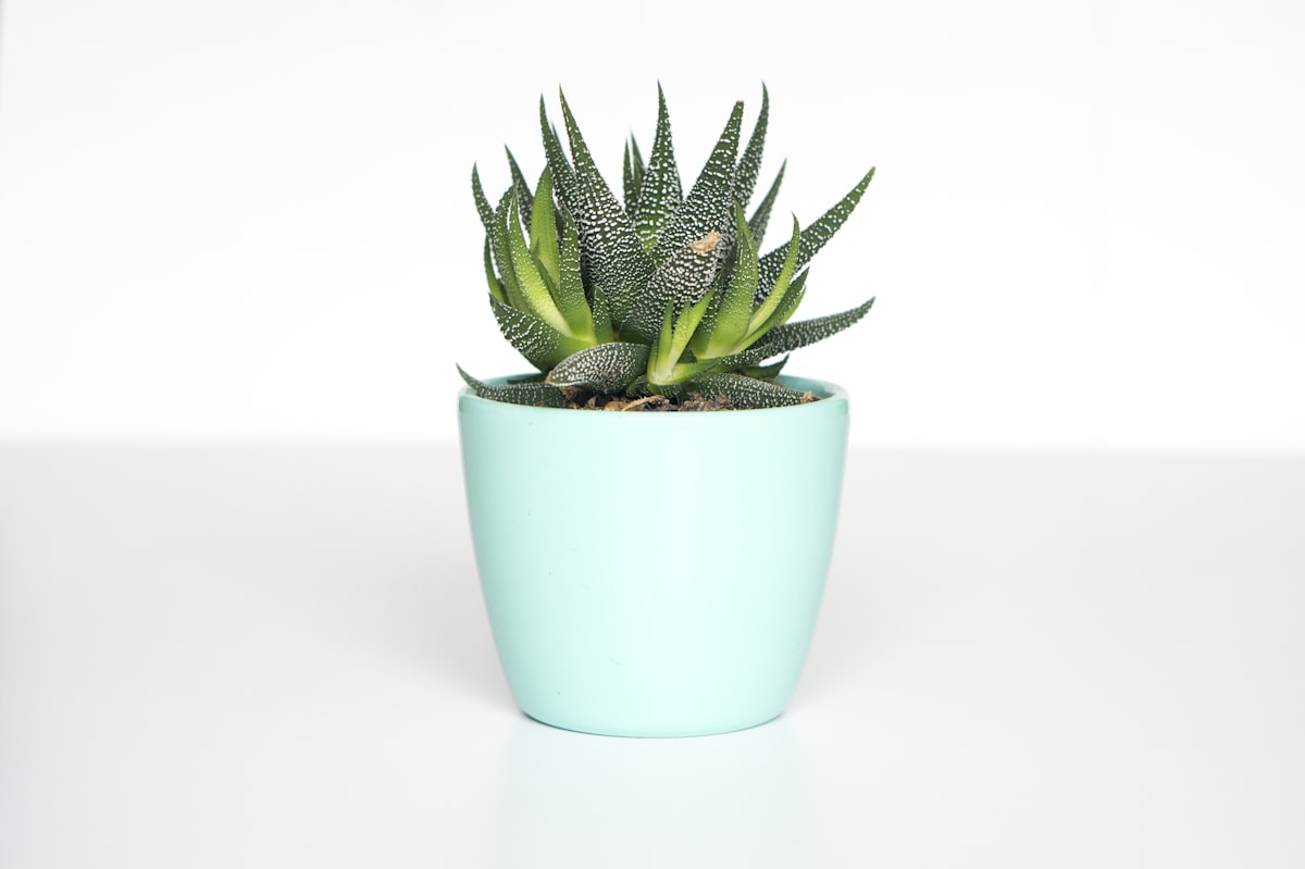 Ceramic Planter Set